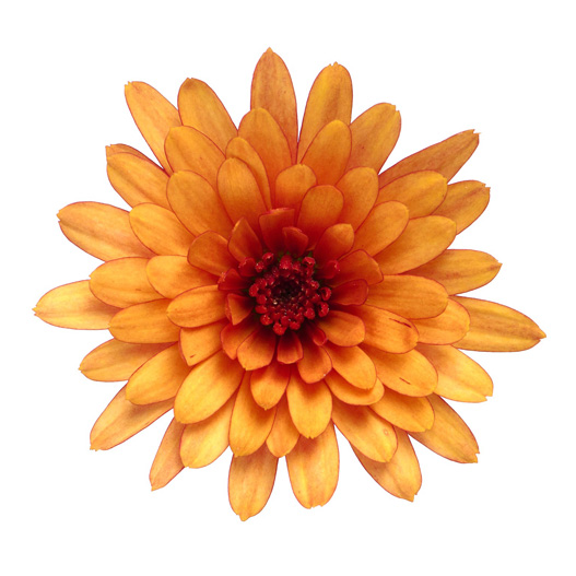 ガーデンマム　パックス シリーズ 