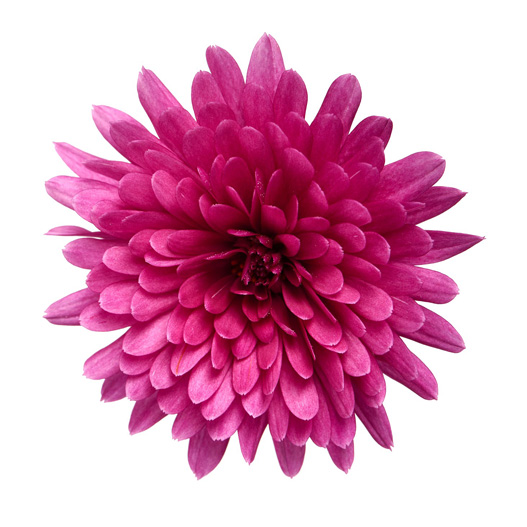 ガーデンマム　パックス シリーズ 