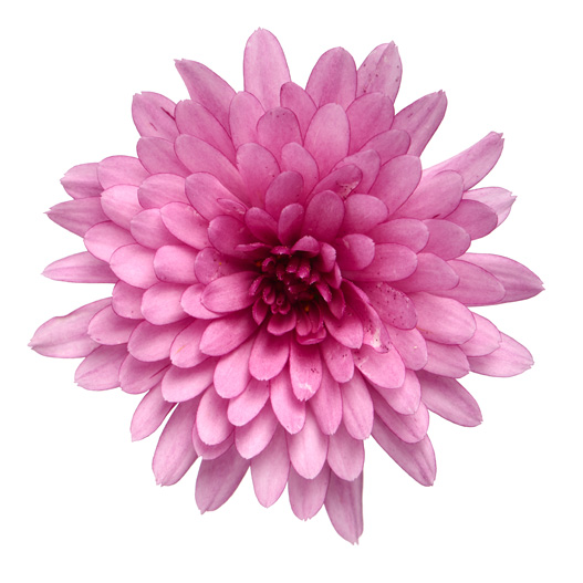 ガーデンマム　パックス シリーズ 