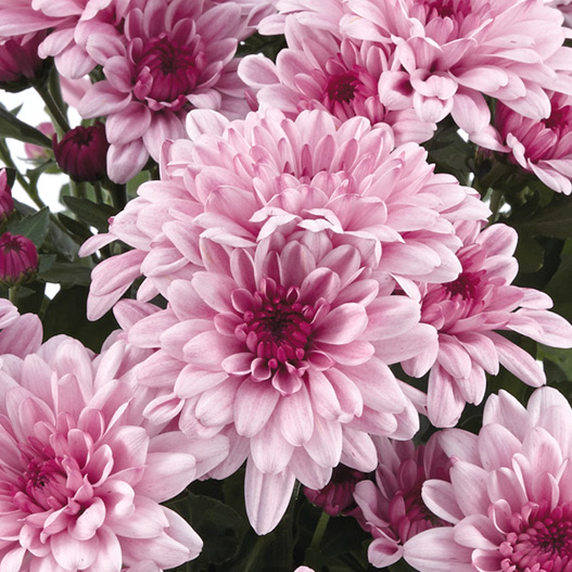 ポットマム　マウントオビスク シリーズ 