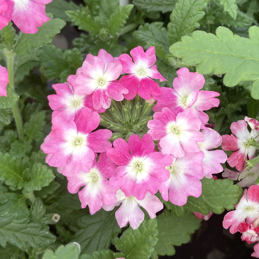 バーベナ　パティシエ 