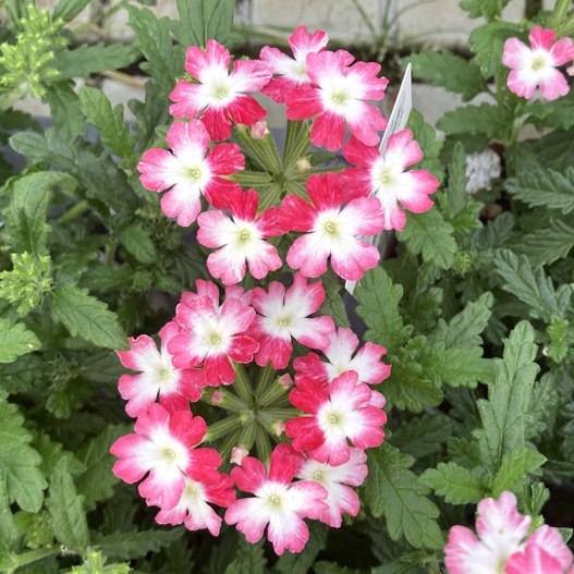 バーベナ　パティシエ 