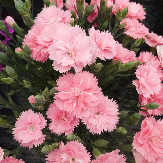 ダイアンサス　ディアンティカ 