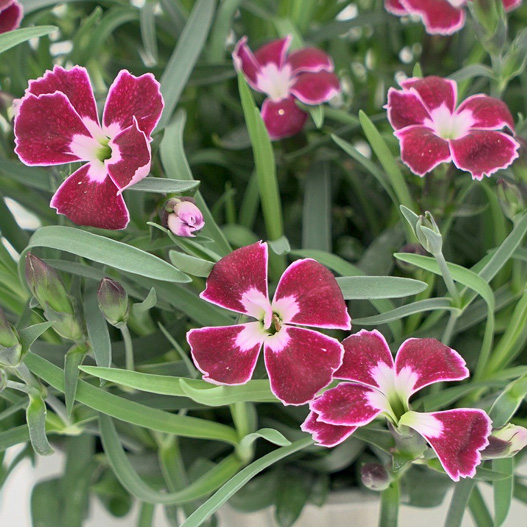 ダイアンサス　ディアンティカ 