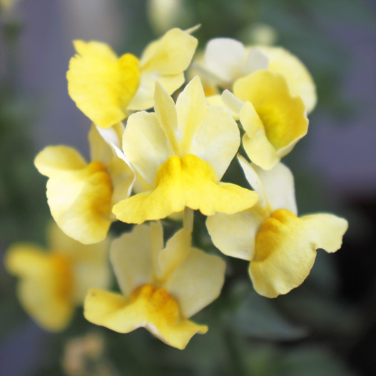 ネメシア　メロウ 