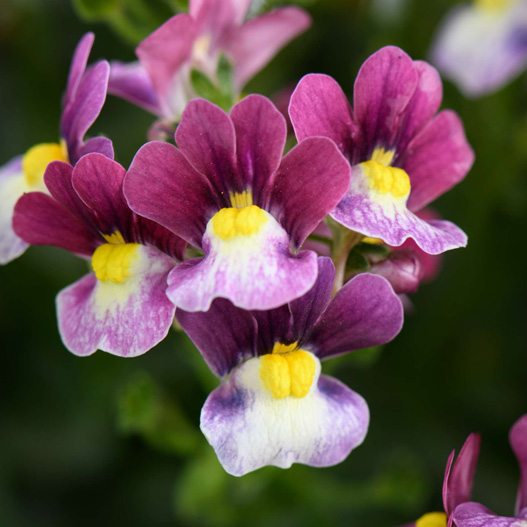 ネメシア　メノル 