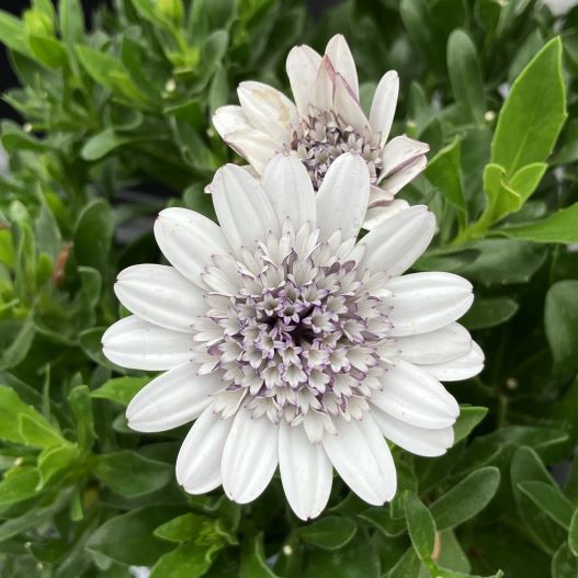 オステオスペルマム　マルガリータダブル 