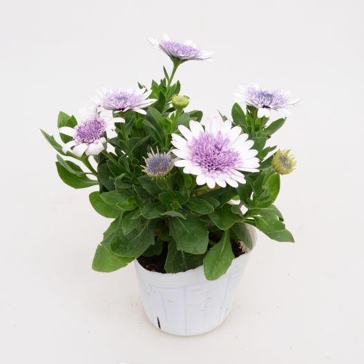 オステオスペルマム　フォーチュンブルー 