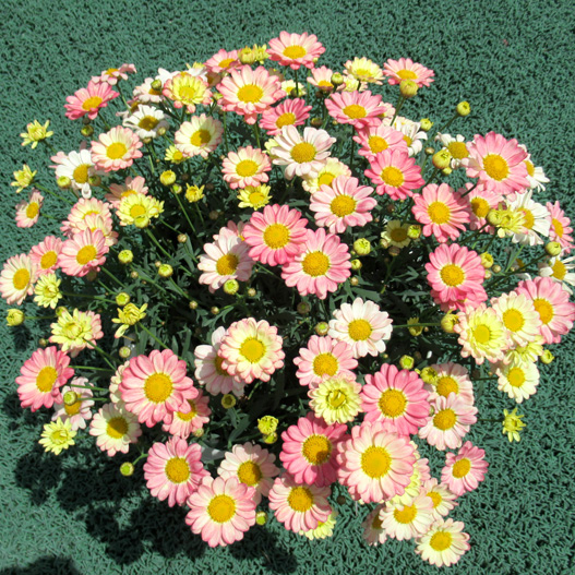 マーガレット　スマッシュ 