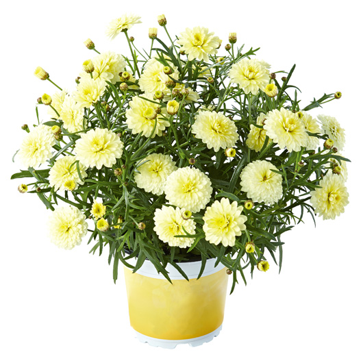 マーガレット スマッシュ｜WEBカタログ｜未来アグリス株式会社|未来