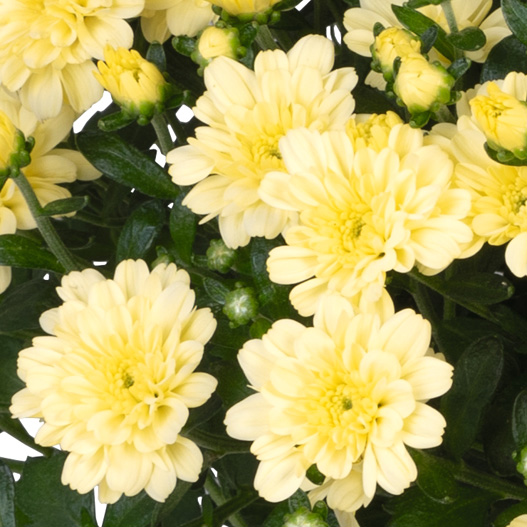 ビタマム　ディット 