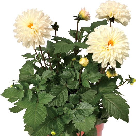 ダリア　テンプテーション 