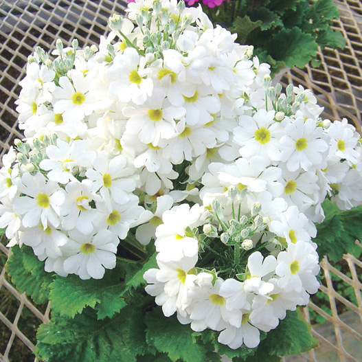 プリムラ マラコイデス　ニュー富士 