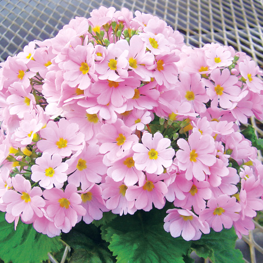 プリムラ マラコイデス　ニュー富士 