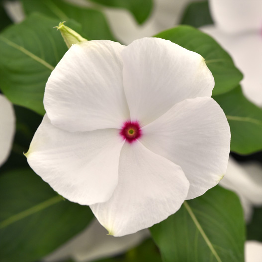 ビンカ F1　タイタニウム 