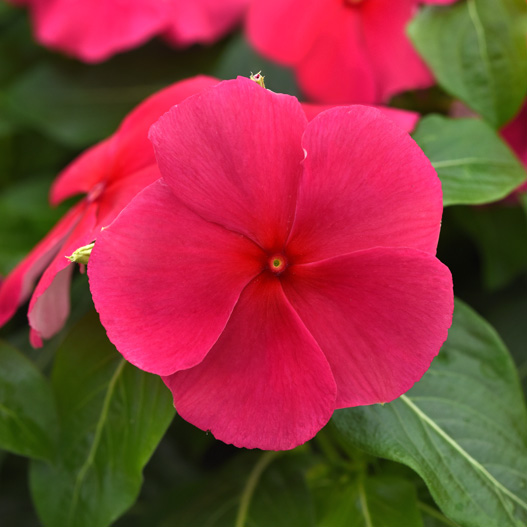 ビンカ F1　タイタニウム 