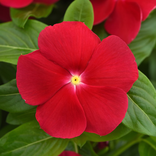 ビンカ F1　タイタニウム 