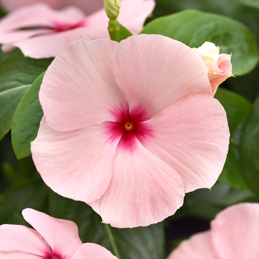 ビンカ F1　タイタニウム 