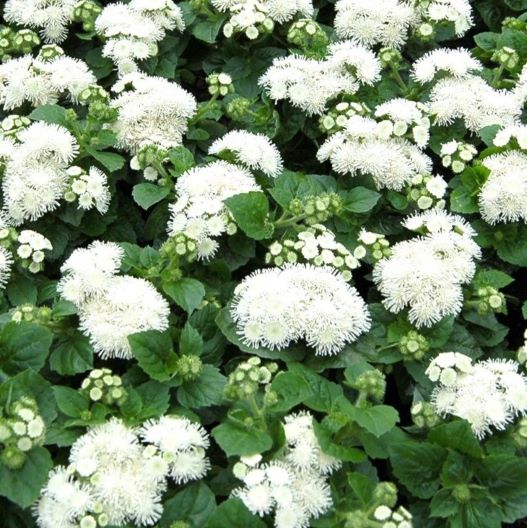 アゲラタム F1　アロハ シリーズ 