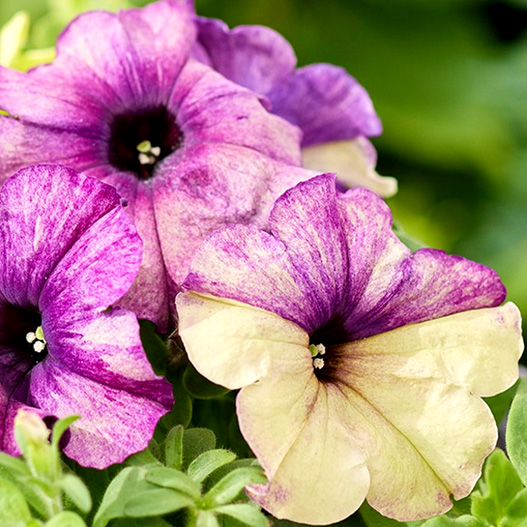 ペチュニア F1　シェイク 