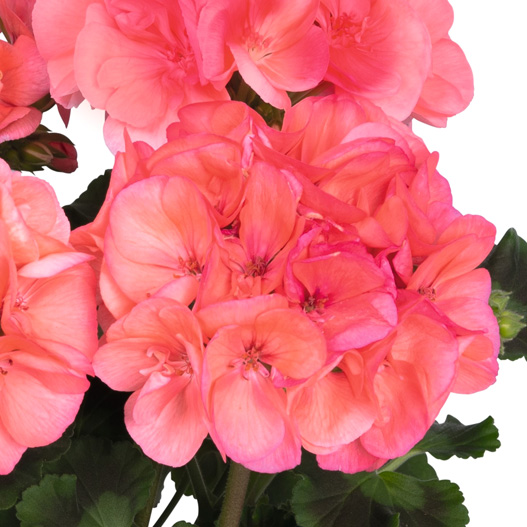 ゼラニウム　ビッグイーズ 