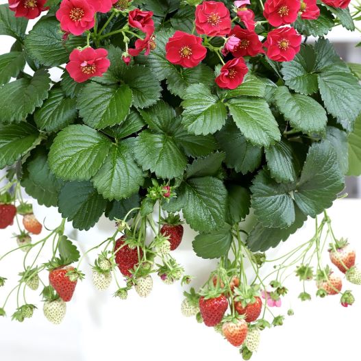 四季成りイチゴ F1　サマーブリーズ シリーズ 