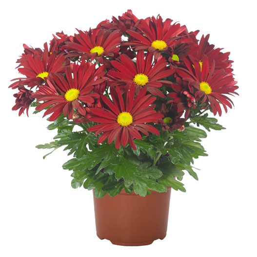 ポットマム　ブリーズ シリーズ 