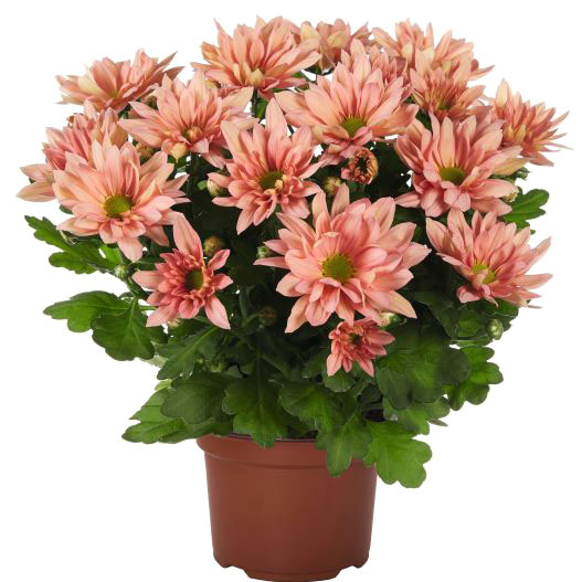 ポットマム　ブリーズ シリーズ 