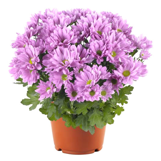 ポットマム　ブリーズ シリーズ 