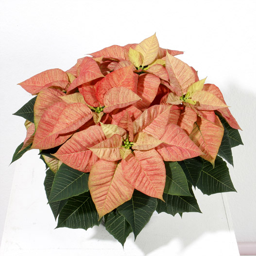 ポインセチア　クリスマス ビューティー 