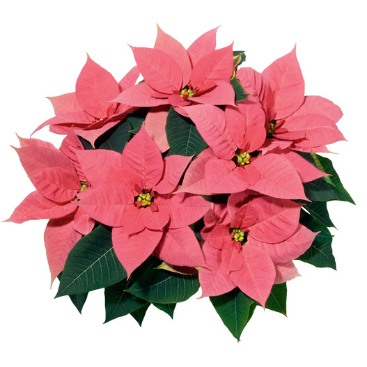 ポインセチア　クリスマス ビューティー 