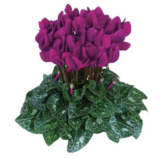 シクラメン　ドリームスケープ 