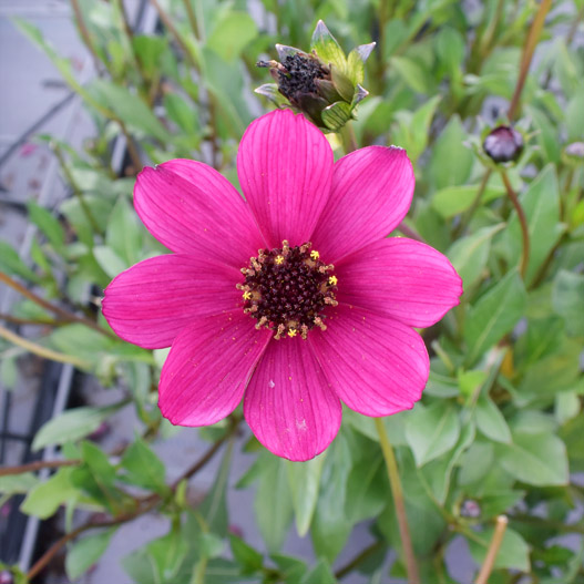 チョコレートコスモス チェリーチョコレート｜WEBカタログ｜未来