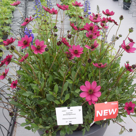 チョコレートコスモス チェリーチョコレート｜WEBカタログ｜未来