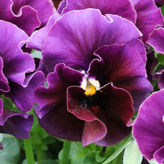 ビオラ　和モダンクラシックカラー 