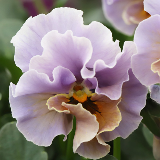 ビオラ　和モダンクラシックカラー 