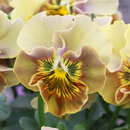 ビオラ 和モダンクラシックカラー｜WEBカタログ｜未来アグリス株式会社