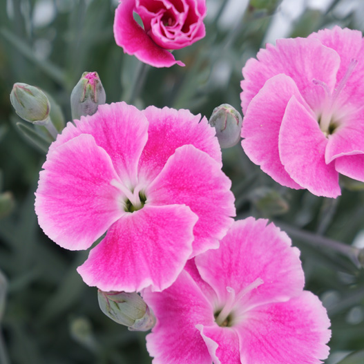 カーネーション アルパイン イットガール ｜WEBカタログ｜未来アグリス