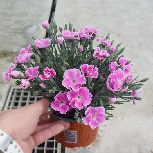 カーネーション アルパイン イットガール ｜WEBカタログ｜未来アグリス