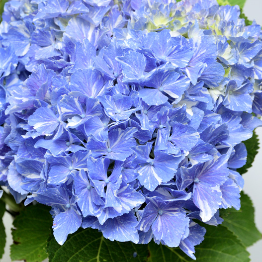 ハイドランジア　ミューズファクトリー No.10 流星 