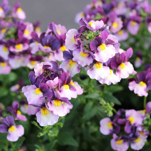 ネメシア　ミライネメシア 