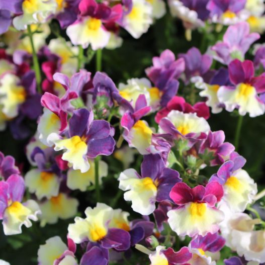 ネメシア　ミライネメシア 