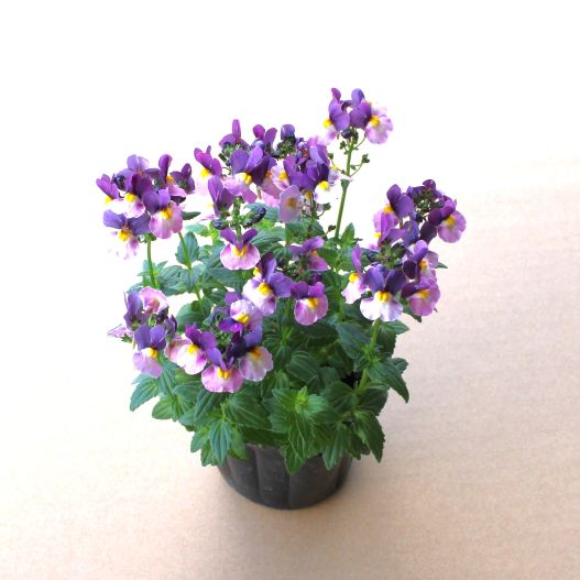 ネメシア　ミライネメシア 