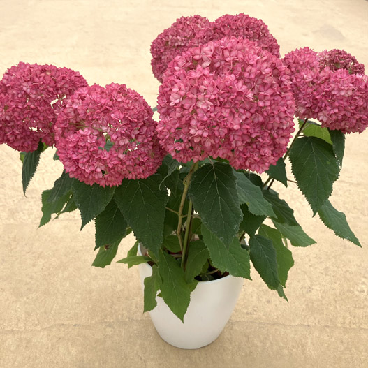 ハイドランジア　アナベル バーガンディアイ 