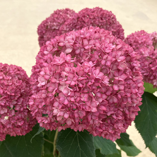 ハイドランジア　アナベル バーガンディアイ 