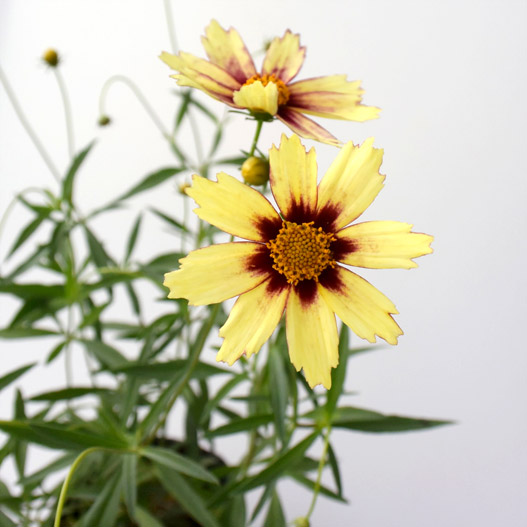 コレオプシス　カラーチェンジセレクション 