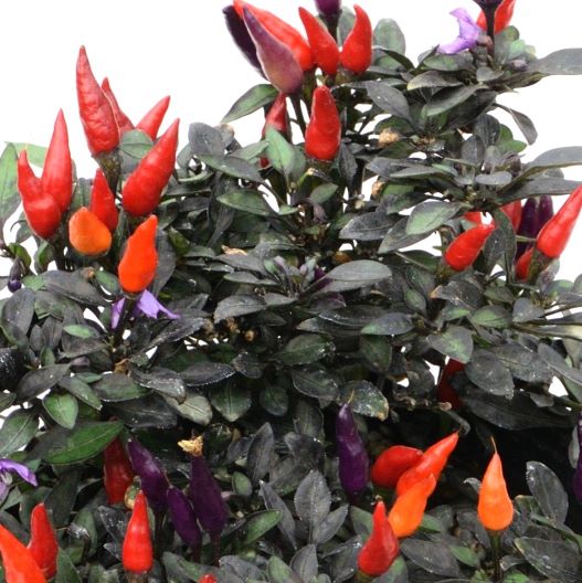 カプシカム　キャンドルフレイム 観賞用トウガラシ