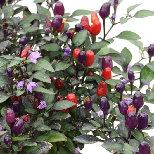 カプシカム　キャンドルフレイム 観賞用トウガラシ