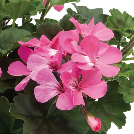 ゼラニウム　カリエンテ 