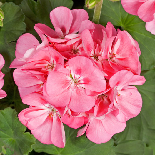 ゼラニウム　タンゴ 